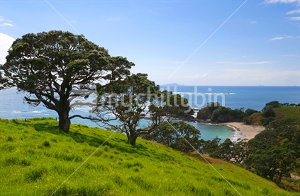 A row of pohutukawa trees in idyllic bay