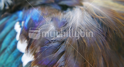 Tui feathers (raised ISO)