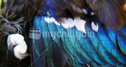 Tui Bird feathers