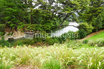 River with native flora in foreground
