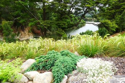 River with native flora in foreground