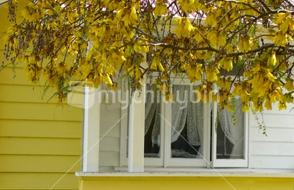 Yellow house with a native Kowhai tree