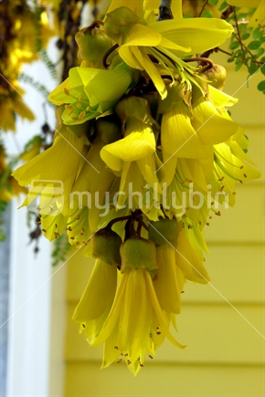 Kowhai with yellow weatherboard house