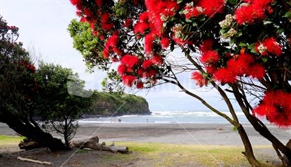 Blooming Pohutukawa on a Taranaki beach