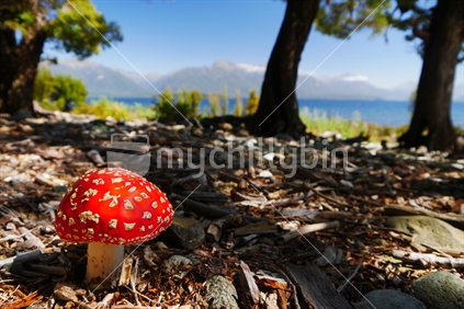 Toadstool nestled amongst pine trees with Lake Te Anau in background