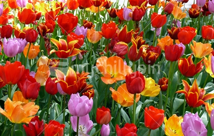 A mass of tulips