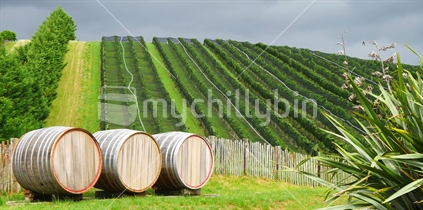 Wine barrels and rows of grapes