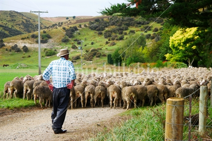 Farmer herding a flock of merino sheep in the South Island