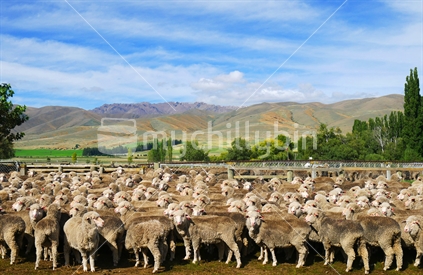 A flock of merino sheep
