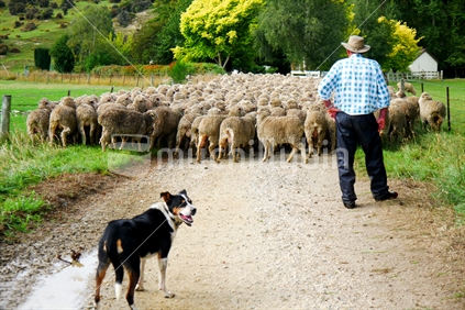 A mob of merino sheep being mustered by farmer and sheep dog