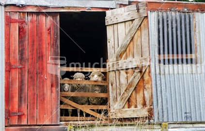 3 merino sheep looking out of woolshed