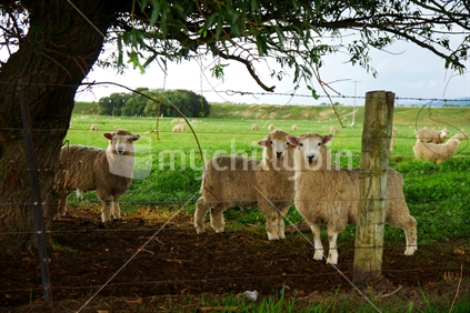 Sheep sheltering under tree