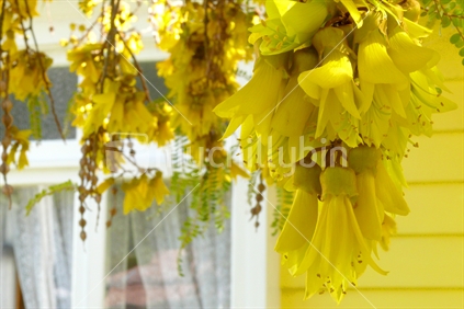 Yellow kowhai with yellow house