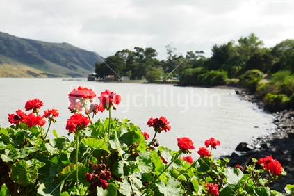 Flowering geraniums in foreground of Port Levy, Banks Peninsular