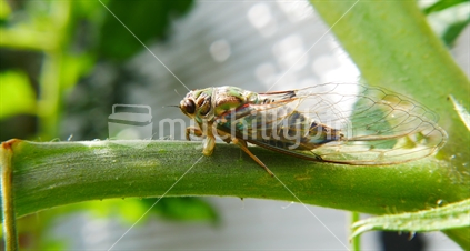 Newly hatched cicada