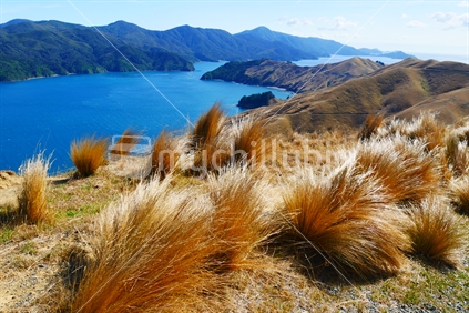 Tussock clad hill with windy dirt road in background.
