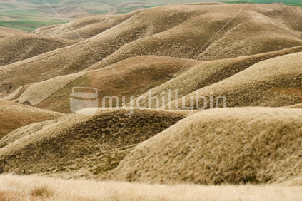 Rolling Central Otago hills (distant focus)