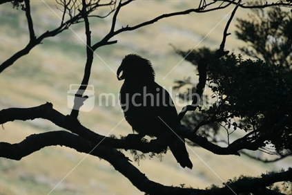 Silhouette of a kea (some motion blur).