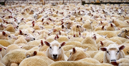 Sheep waiting to be sheared