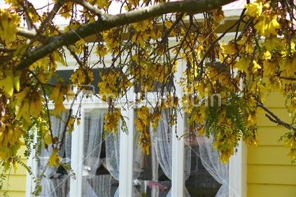 Yellow house with Kowhai tree