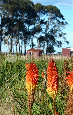 Red hot pokers and old barns
