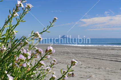 Coastal flora, Bay of Plenty, New Zealand