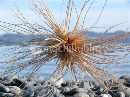 Spinifex on pebbly beach