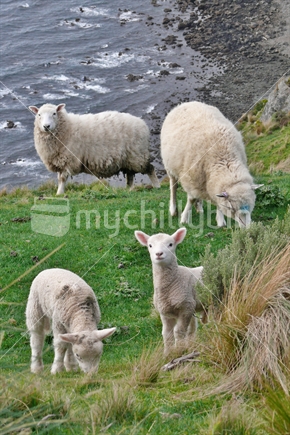 Twin lambs with mothers