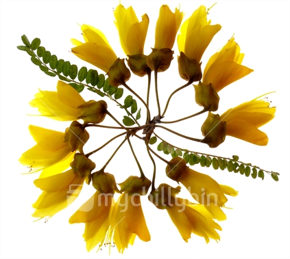 A garland of native Kowhai flowers
