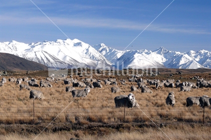 Merino sheep in alpine setting, New Zealand