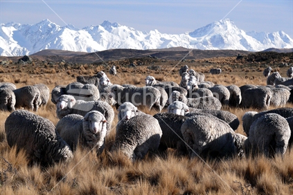 Merino sheep, New Zealand