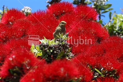 A sparrow looks out whilst perching on a Pohutukawa tree in Wellington. 