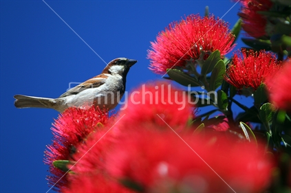 A male sparrow perches on a Pohutukawa tree in Wellington, New Zealand.