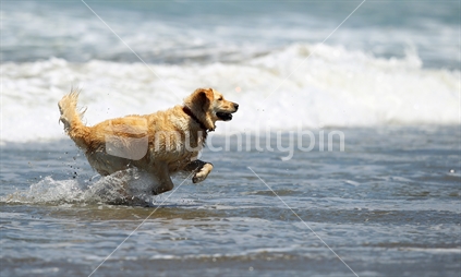 A dog plays fetch at the beach in Wellington. 