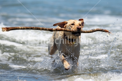 A dog plays fetch at the beach in Wellington. 