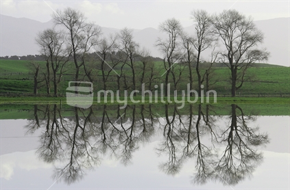 Refections of trees in floodwater, Martinborough, Wairarapa, New Zealand