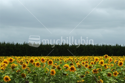 Sunflowers growing in Hawkes Bay. 