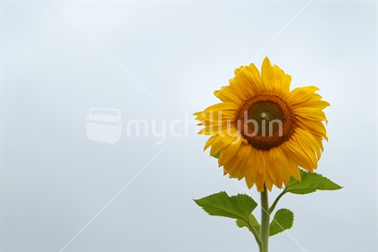 Sunflower from Hawkes Bay, New Zealand