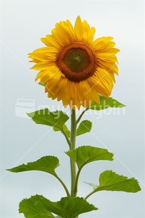 Sunflower from Hawkes Bay, New Zealand.