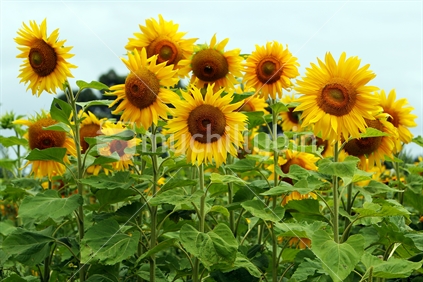 Sunflowers in Hawkes Bay.