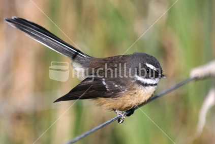 A fantail rests on number 8 wire