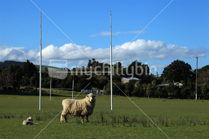 A sheep and lamb graze on a rugby field.