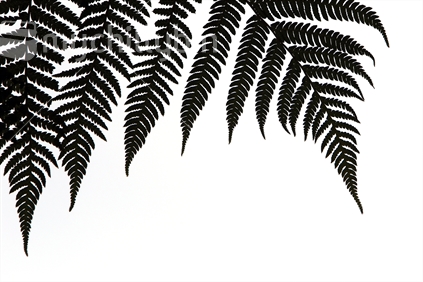 A native New Zealand fern.