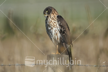 A hawk, with head down, perches on a fencepost in Hawkes Bay.