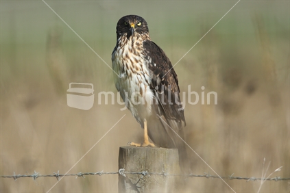A hawk perches on a fencepost in Hawkes Bay.