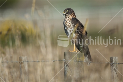 A hawk perches on a fencepost in Hawkes Bay.