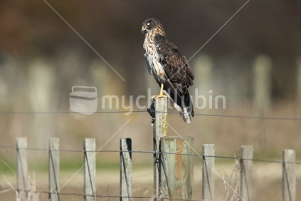 A hawk perches on a fencepost of an electric fence in Hawkes Bay.
