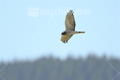 A hawk flies over farmland in Hawkes Bay.