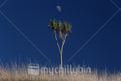A cabbage tree stands in a paddock, below the moon, in Hawkes Bay.