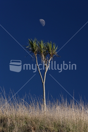A cabbage tree stands in a paddock in Hawkes Bay.